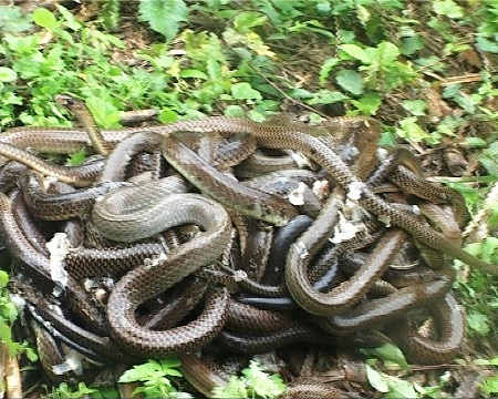 Những cá thể rắn trên đã được lực lượng kiểm lâm thả về Khu bảo tồn thiên nhiên Hướng Hóa