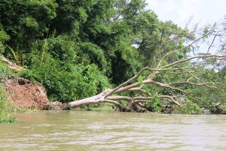 Cây cổ thụ hàng chục năm tuổi bị xói lở, đổ nghiêng xuống sông