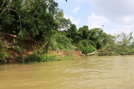 Bờ sông bị sạt lở rất nghiêm trọng