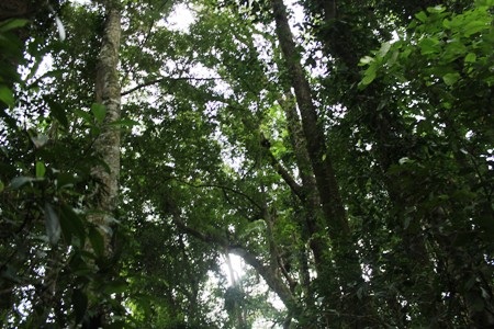 Tán rừng nguyên sinh xanh mát.