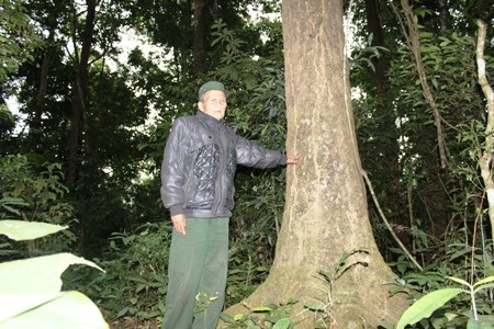 Tán rừng nguyên sinh xanh mát.