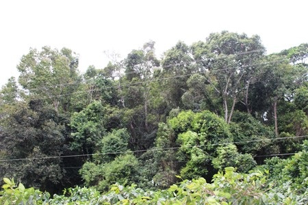 Quảng Trị: Ngút xanh những khu rừng thiêng của đồng bào Vân Kiều