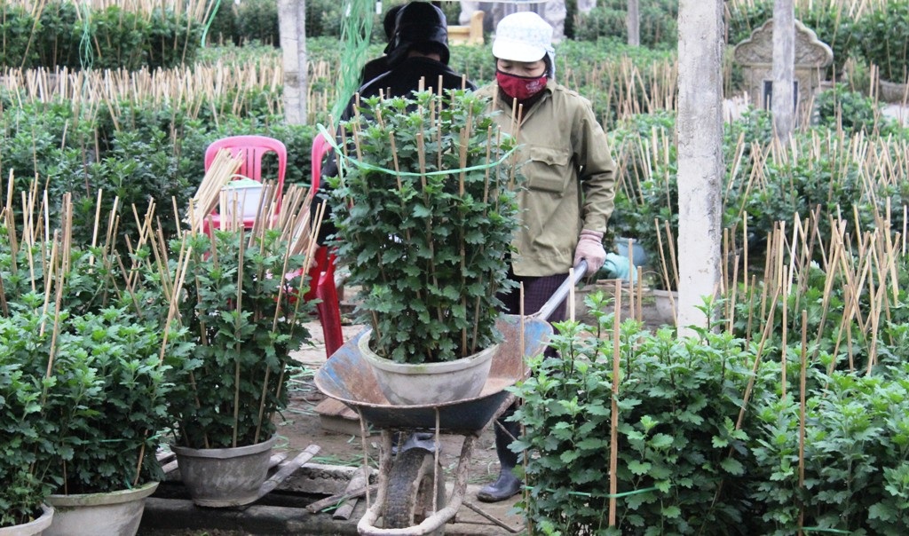 Không khí tất bật tại các nhà vườn cung cấp hoa Tết