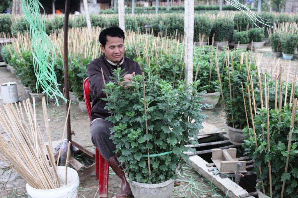 Anh Hữu Anh đang tích cực cố định thân hoa, tránh cho cây bị cong