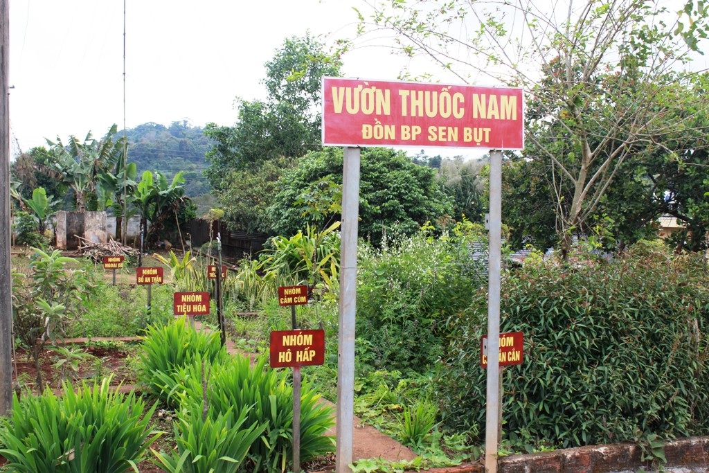 Vườn thuốc của Đồn Sen Bụt với những loại cây có thể chữa được các bệnh đơn giản