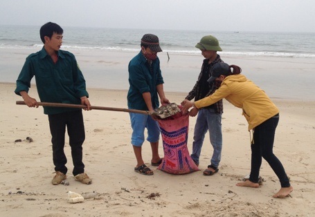 Dầu thô dạt vào bờ biển đã vón cục nên phải thu gom bằng phương pháp thủ công