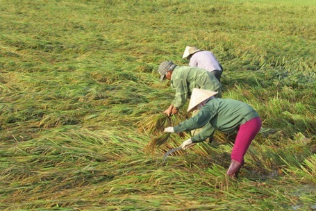 Ngôi nhà của
bà Trần Thị Bòn, vợ liệt sĩ bị tốc mái hoàn toàn.