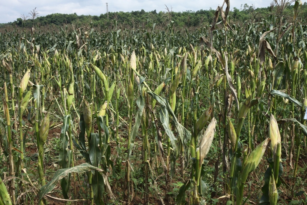 Hàng chục hộ dân trồng ngô tại Quảng Trị điêu đứng vì sản phẩm trồng ra không có người thu mua