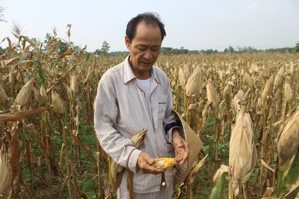 Hàng tấn bắp ngô được người dân chất từng đống bên đường