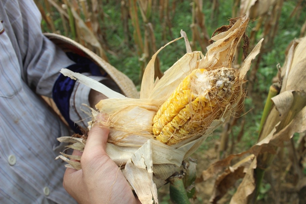 Hàng chục hộ dân trồng ngô tại Quảng Trị điêu đứng vì sản phẩm trồng ra không có người thu mua