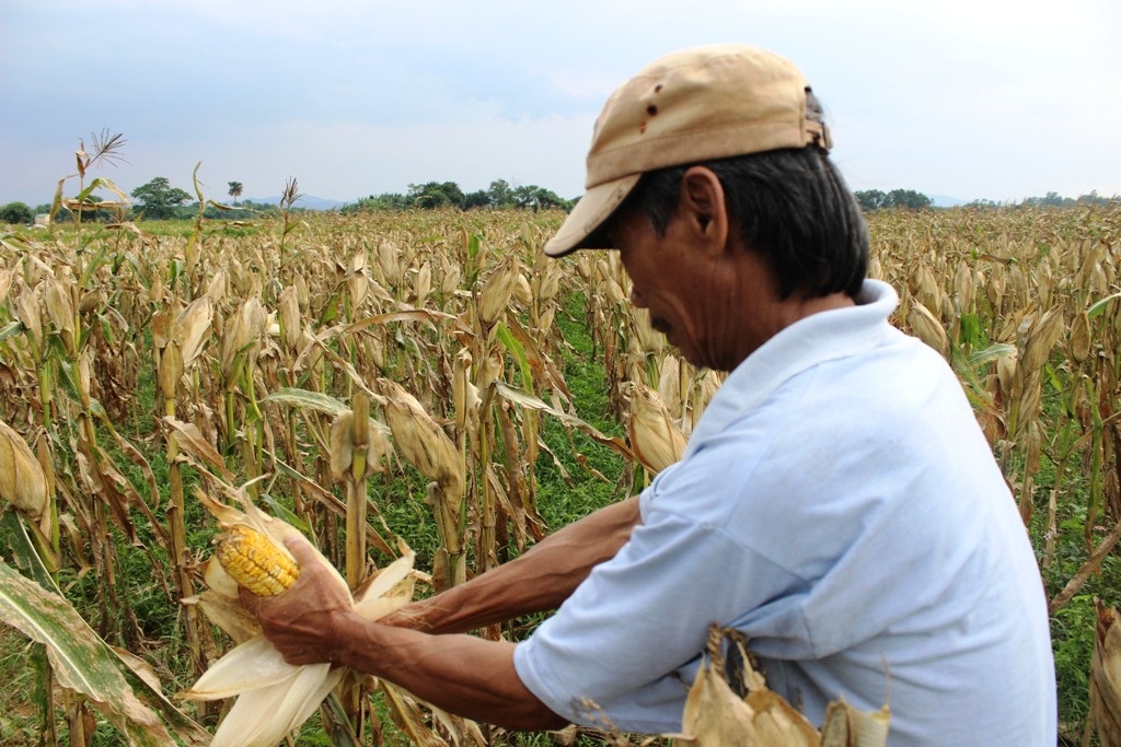 Hàng chục hộ dân trồng ngô tại Quảng Trị điêu đứng vì sản phẩm trồng ra không có người thu mua