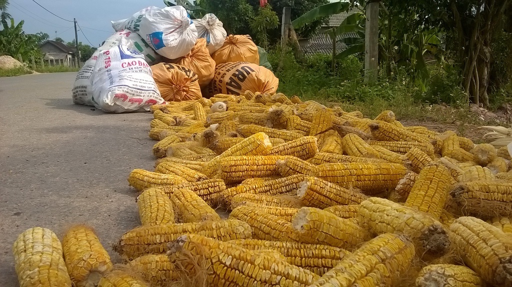 Hàng tấn bắp ngô được người dân chất từng đống bên đường