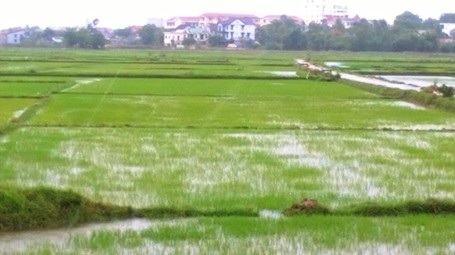 Nông dân sung sướng đón "mưa vàng" sau nhiều tháng hạn nặng - 4 Nhiều diện tích hoa màu nhờ có mưa nên đã tích đủ nước