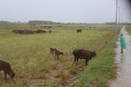 Nhờ có mưa nên gia súc cũng có được nguồn thức ăn và nước uống