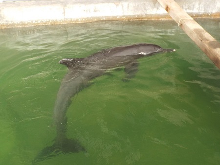 Cá heo được Viện Hải dương học Nha Trang chăm sóc sau khi bị dạt vào bờ - Ảnh: Viết Hả