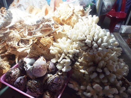 San hô và ốc biển được bày bán tại chợ đêm Nha Trang.