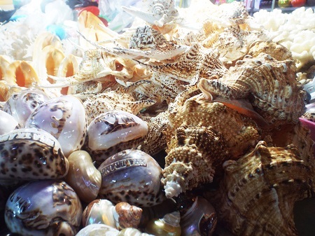 San hô và ốc biển được bày bán tại chợ đêm Nha Trang.
