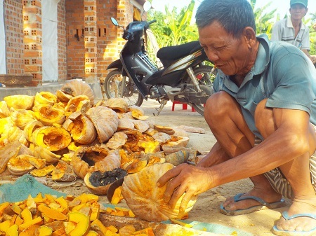 Người dân băm cho bò ăn thay vì bán rẻ.