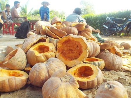 Người dân băm cho bò ăn thay vì bán rẻ.