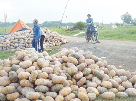 Bí vẫn chất đầy đường chờ thương lái đến mua với giá từ 1.500 -2.000 đồng/kg.