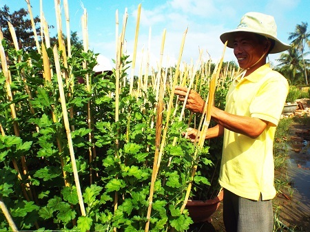 Những làng hoa “nức tiếng” hối hả vào vụ Tết