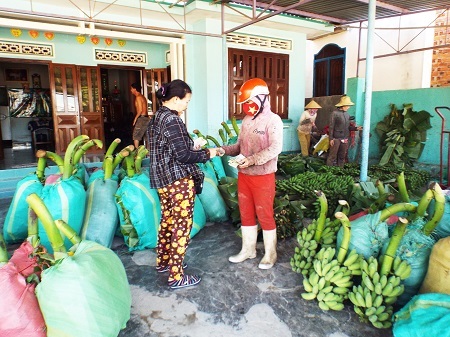 Theo các thương lái, giá chuối Tết dự báo sẽ tăng so với năm ngoái.