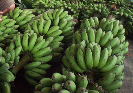 Chuối ở Suối Cát.