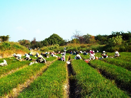 Kiệu ở Cam Ranh - vựa kiệu lớn nhất tỉnh Khánh Hòa vào vụ Tết.