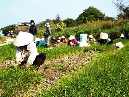 Người trồng kiệu ở Cam Nghĩa, Cam Ranh, Khánh Hòa hối hả thu hoạch kiệu Tết.