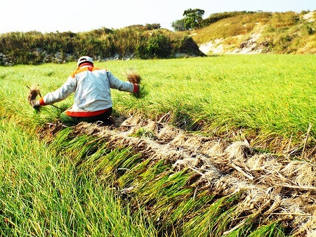 Theo phản ánh của người dân, vụ kiệu Tết năm nay năng suất giảm so với năm ngoái.