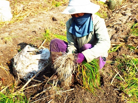 Theo phản ánh của người dân, vụ kiệu Tết năm nay năng suất giảm so với năm ngoái.