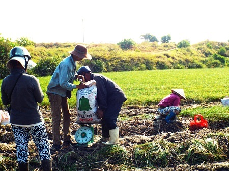 Cân kiệu sau khi thu hoạch.