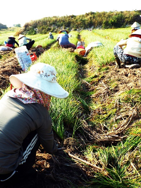 Theo phản ánh của người dân, vụ kiệu Tết năm nay năng suất giảm so với năm ngoái.