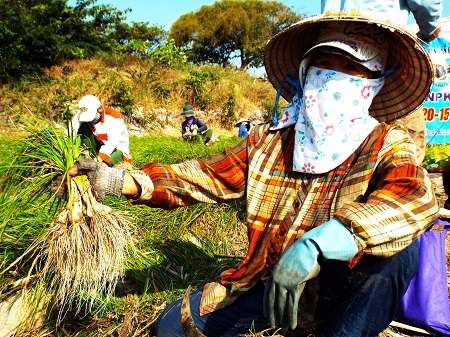 Theo phản ánh của người dân, vụ kiệu Tết năm nay năng suất giảm so với năm ngoái.