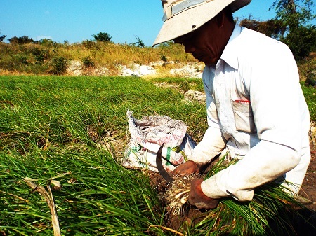 Theo phản ánh của người dân, vụ kiệu Tết năm nay năng suất giảm so với năm ngoái.