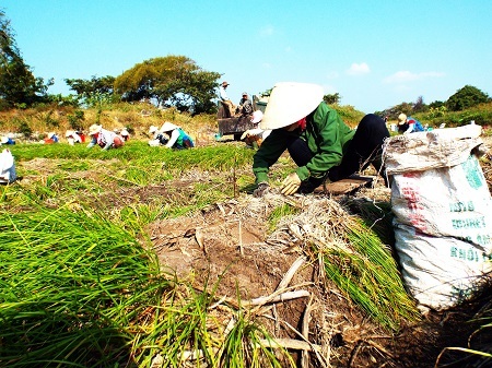 Theo phản ánh của người dân, vụ kiệu Tết năm nay năng suất giảm so với năm ngoái.