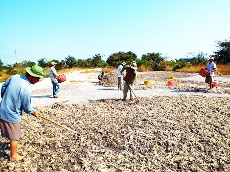 Phơi kiệu để đóng bao xuất ra thị trường Tết nguyên đán 2015.