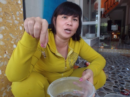 Hiện tôm hùm bông giống có giá từ 240.000-250.000 đồng/con.