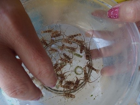 Hiện tôm hùm bông giống có giá từ 240.000-250.000 đồng/con.