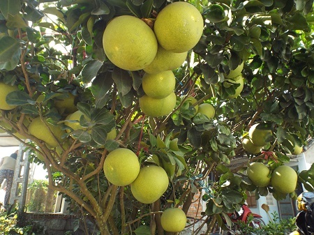 Bưởi cảnh Trường Thạnh.