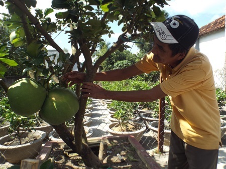 Ông Phong thu lãi cả trăm triệu đồng từ bưởi cảnh.