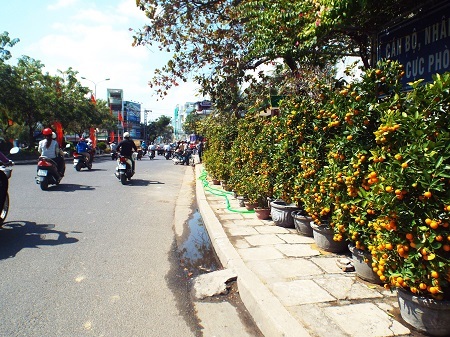 Các loại cây cảnh như: quất, mai, cúc... dường như đổ bộ xuống phố sớm hơn mọi năm.