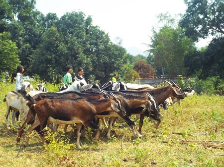 Dê là loài dễ nuôi, nhanh lớn.