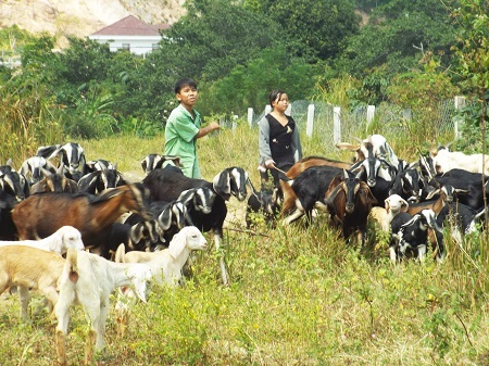 Nghề nuôi dê ở Phước Đồng, Nha Trang.