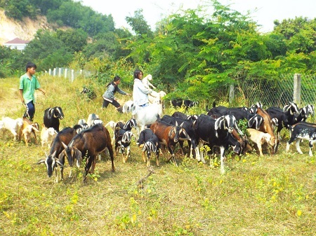 Đầu năm Ất Mùi tận thấy “sắc diện” và tản mạn về con dê