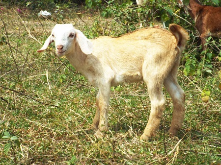 Trong dân gian Việt Nam, người ta hay truyền tai nhau