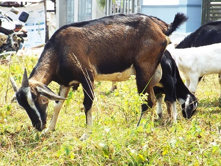 Trong dân gian Việt Nam, người ta hay truyền tai nhau