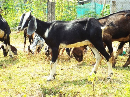Trong dân gian Việt Nam, người ta hay truyền tai nhau