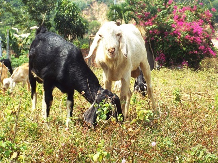 Trong dân gian Việt Nam, người ta hay truyền tai nhau