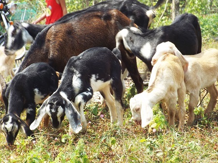 Trong dân gian Việt Nam, người ta hay truyền tai nhau